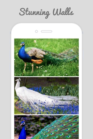 Peacock Wallz - Most Beautiful Peacock Pictures screenshot 4