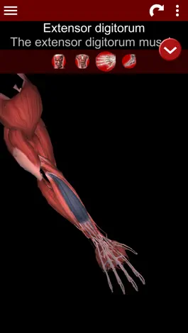 Game screenshot Muscular System 3D (anatomy) hack