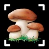 Mushroom Identifier: Fungus ID icon
