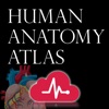 Icon Human Anatomy Atlas +