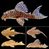 Ichthyology Glossary-Study Guide and Terminology