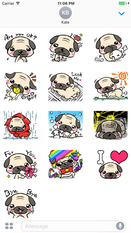 Pug is So Cute Puppy