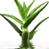 Aloe Vera Plant 101-Growing Guide and Care Tips