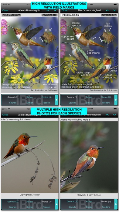 iBird Pro Guide to Birds Screenshot