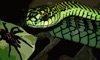 Tarantula vs Snake