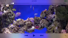 aquarium videos 4k iphone resimleri 3