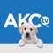 Icon AKC.TV