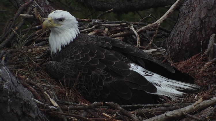 Search for Live YouTube Streaming Video Web Cams screenshot-3