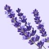 Цветочная мастерская Provence icon
