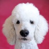 PuppyCam icon