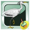 Animals - Bird coloring book for kid and preschool