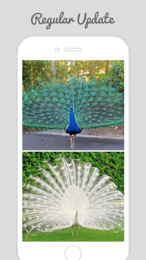 Peacock Wallz - Most Beautiful Peacock Pictures(圖1)-速報App