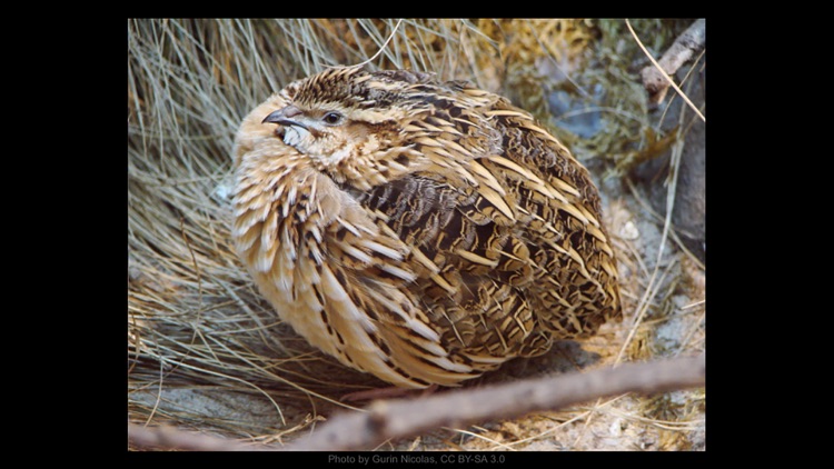 Ultimate Letters screenshot-4