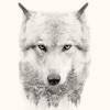 オオカミの背景HD - iPadアプリ