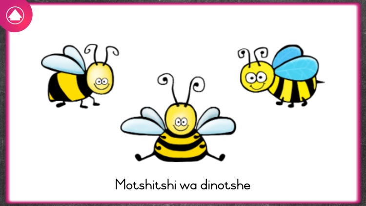 Xander Tswana Animals