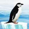 Knowee : Penguins contact information