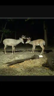 view real live animals in the wild iphone images 2
