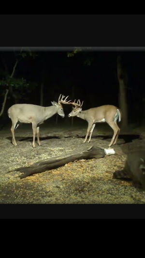 View Real Live Animals in the Wild(圖2)-速報App