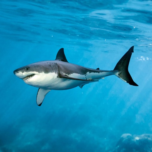 Seaworld - Marine Animals learning for Toddler