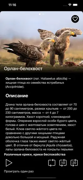 Game screenshot Птицы России apk