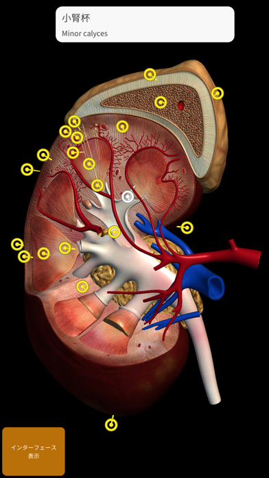 解剖学 - 3Dアトラスのおすすめ画像7