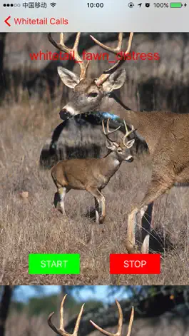 Game screenshot Whitetail Hunting Calls - Real Deer Sounds apk