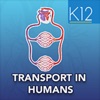 Transport in Humans- Biology
