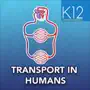 Transport in Humans- Biology