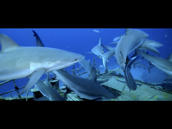 Screenshot #5 pour Wonders Of The Sea