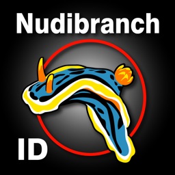 Nudibranch ID Indo Pacific