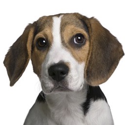 Beagle Sounds & Dog Barking