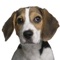Real beagle sounds app provides you beagle barking sounds for beagles and dog sounds at your fingertips
