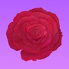 Roses for Friends Stickers icon
