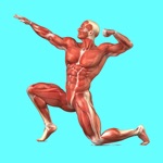 Download Muscular System Quizzes app