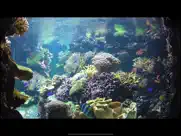 aquarium videos 4k ipad resimleri 3