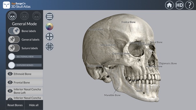 3D Skull Atlas