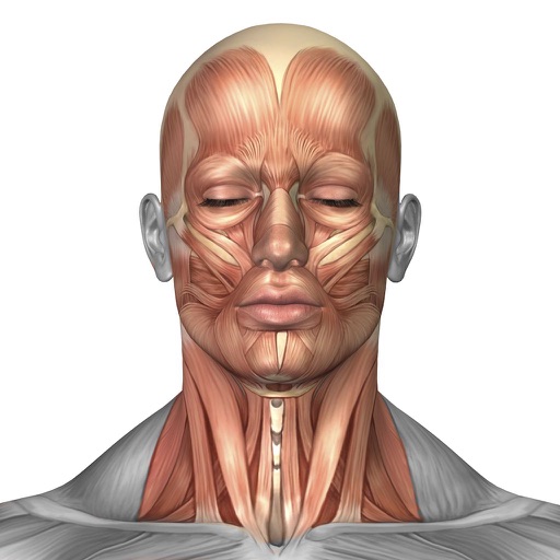 Muscles : Anatomy Quiz & Reference