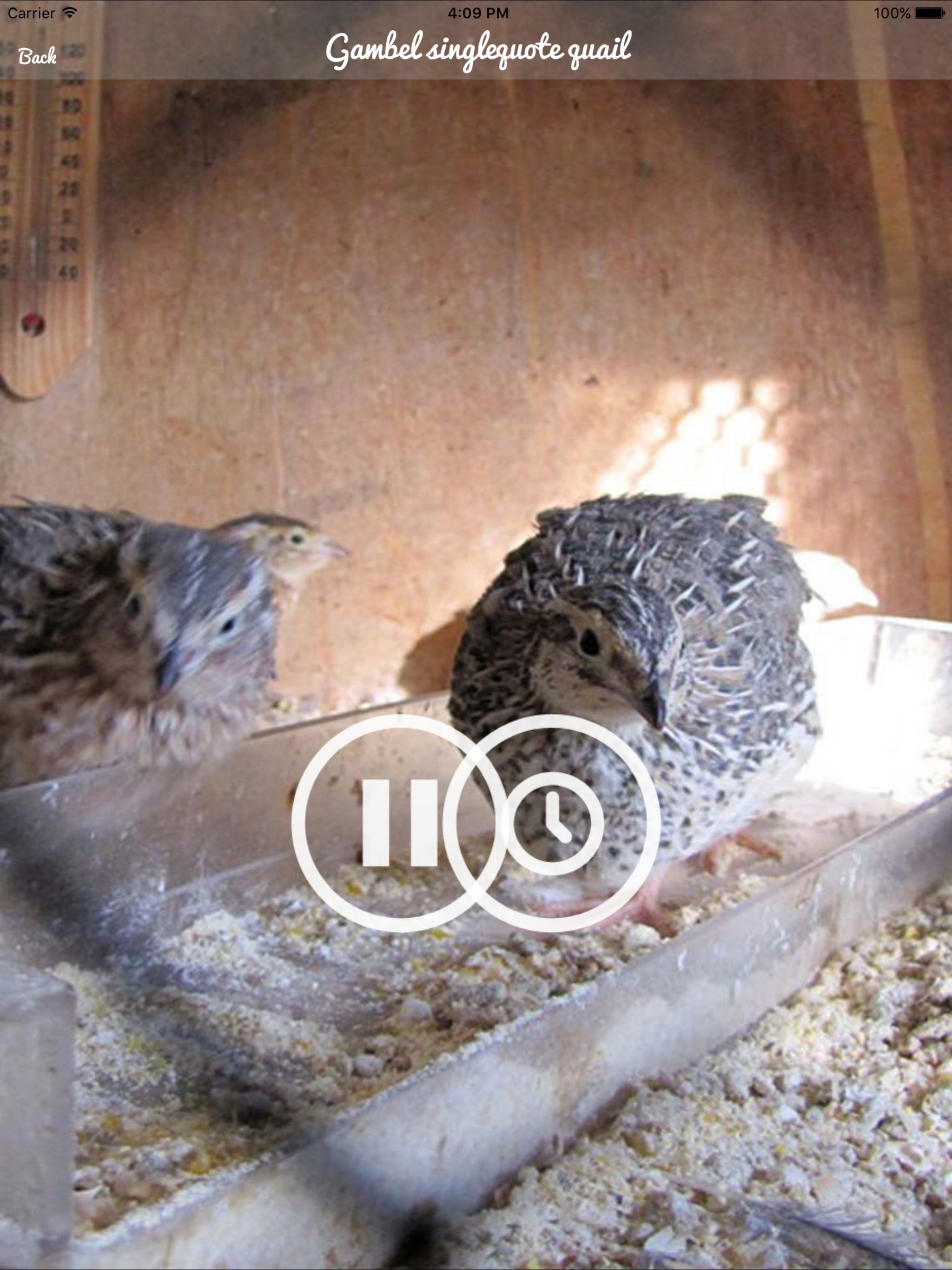 Quail Sound – California, Jungle Bush, Bob White