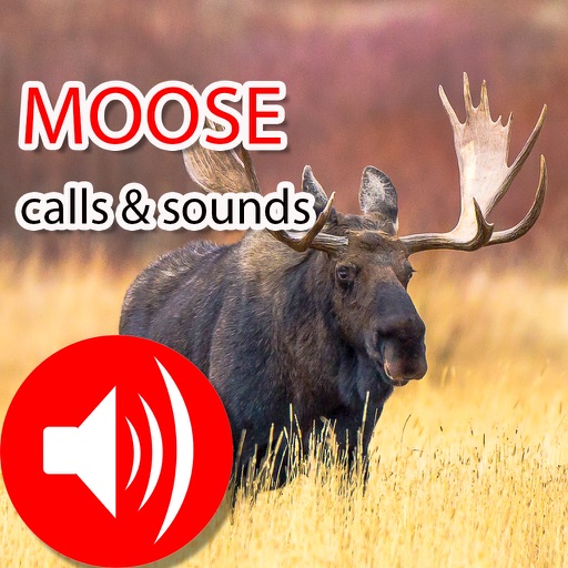 Moose Real Hunting Calls & Sounds icon