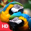 Beautiful Parrots Wallpapers | Backgrounds FREE