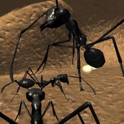 Ant Simulation Full