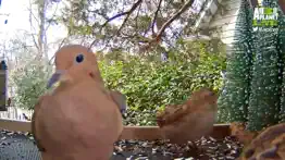 live bird watching iphone resimleri 2