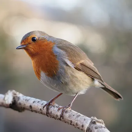 Bird Sounds and Bird Calls Читы