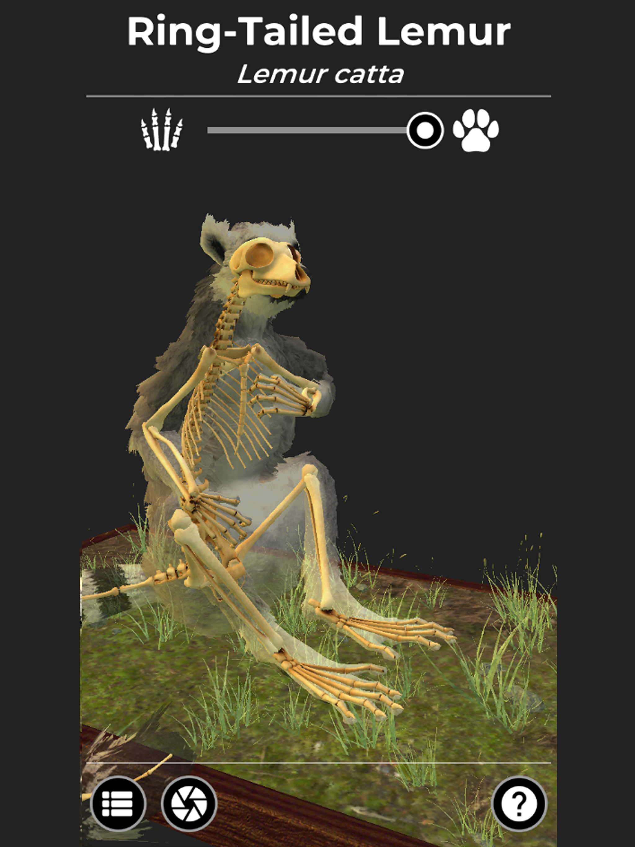 Bare Bones