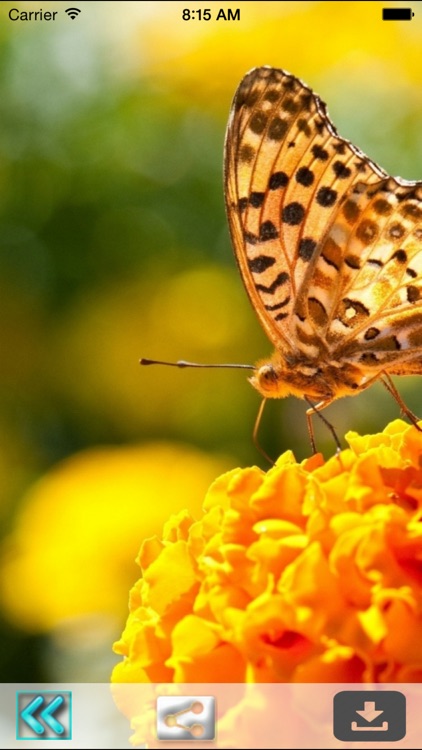 Butterfly Wallpapers(HD)-Best Backgrounds & Themes