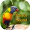 Adorable Parrot Sounds will take you straight to a tropical rain forest, to the wonderful world of these magnificent birds