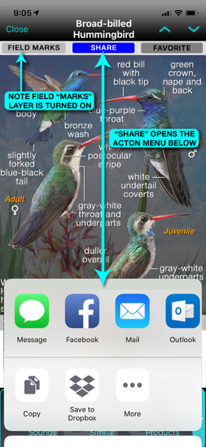 ‎iBird Pro Guide to Birds Capture d'écran