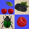 Berries and Bugs icon