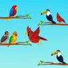 Bird Sort Color : Puzzle Games icon