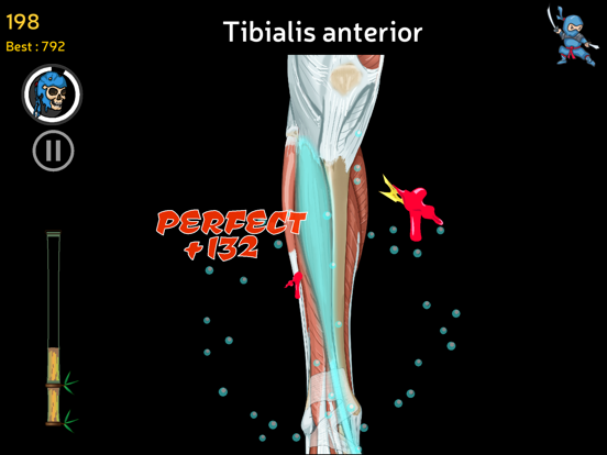 Anatomy Ninja Lower Limb